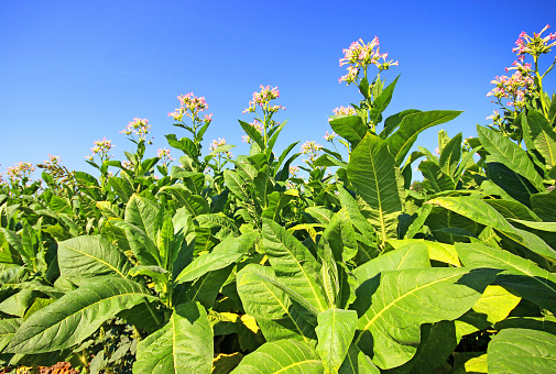 growing tobacco on a field in Poland
