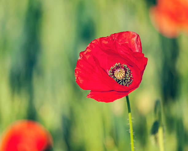 istock Red poppy in field 492852040