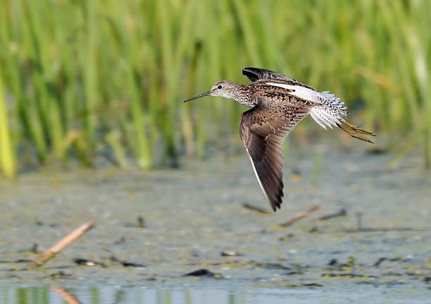 istock Flying Marsh Sandpiper near nest 492852114