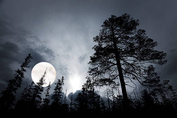 istock spooky forest with silhouettes of trees 492852378