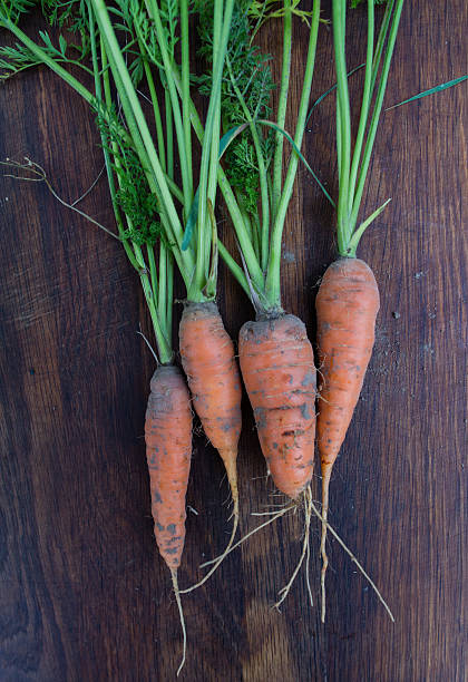 istock Freshly picked carrots with green tops 492852432