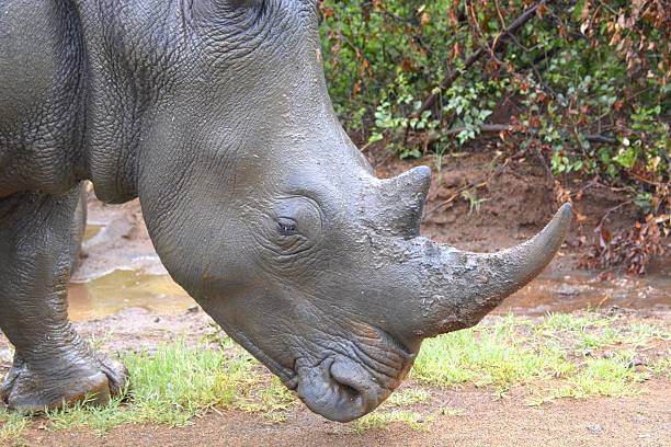 istock Lone white rhinoceros in the rain 492852490
