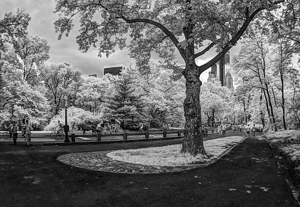 istock Horse and carriage in Central Park (black and white) 492852506