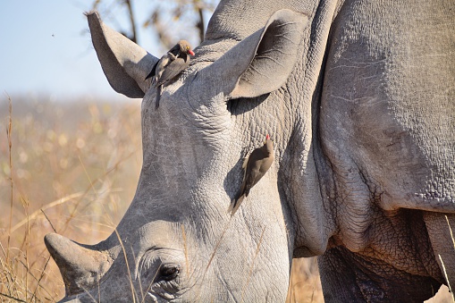 An African white rhinocerous with a number of red-billed oxpeckers in attendance