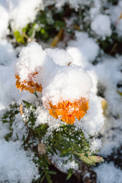 istock orange flower under first snow in autumn 492853016