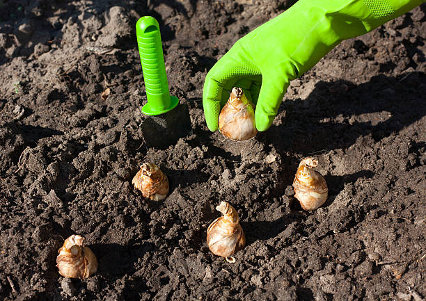 ampoule de plantation - plante à bulbe photos et images de collection