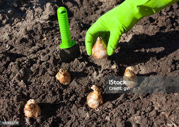 Bulb Planting Stock Photo - Download Image Now - Daffodil, Plant Bulb, Planting