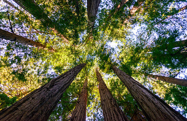 istock Muir Woods National Monument 492853934