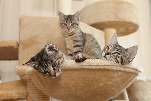 three gray tabby kitten relaxing together on cat furniture