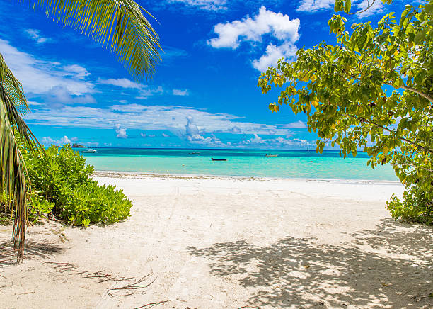 istock Beautiful beach, Island Praslin - Seychelles 492854932