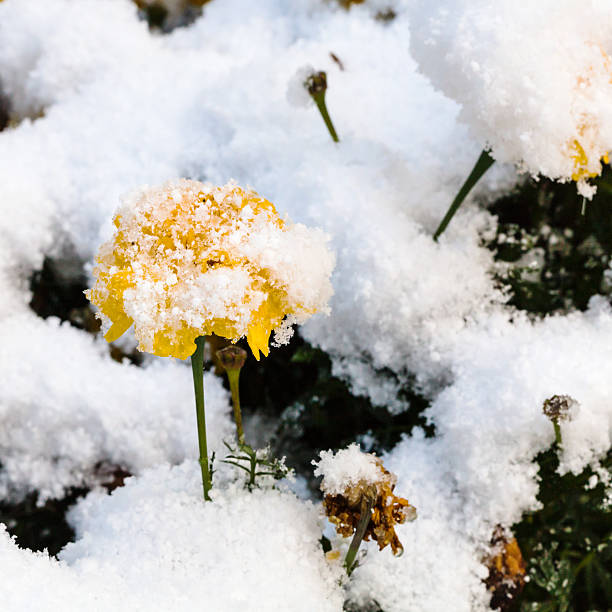 istock yellow flower under first snow in autumn 492855320