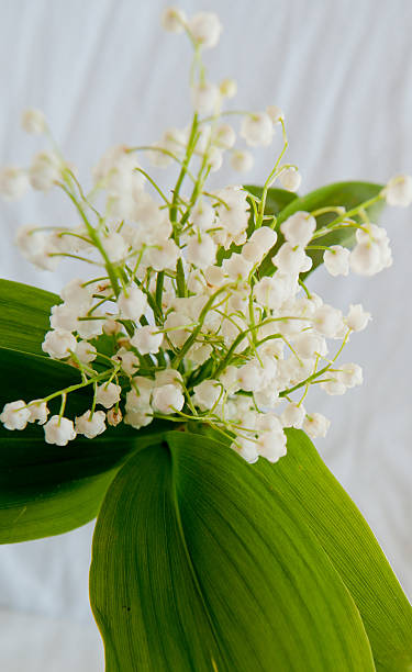 istock Lily of the valley 492860155
