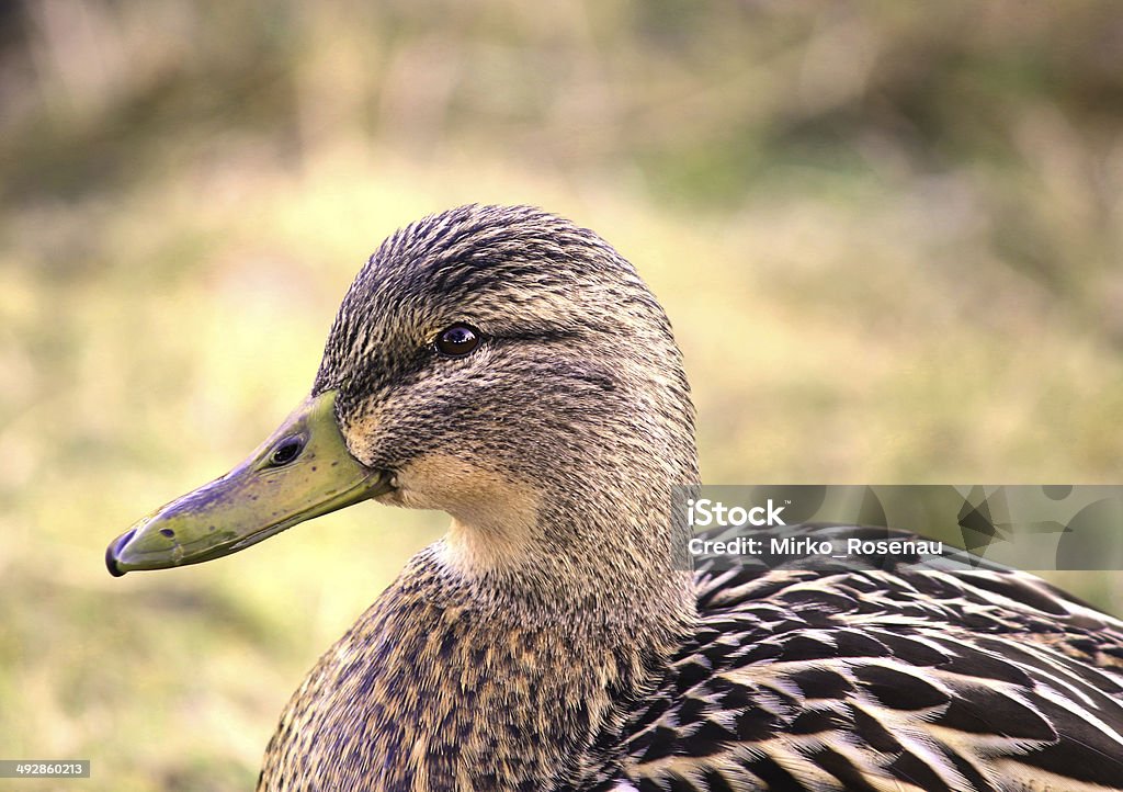 Portrait Female Duck Mallard very detailed. Female Duck Mallard standing in grass Animal Stock Photo