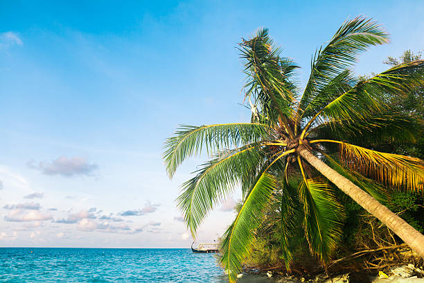 istock View of nice tropical  beach  with some palms 492860533