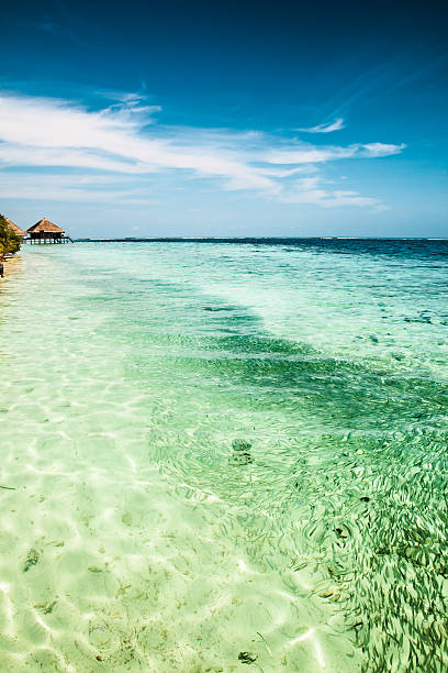 istock beautiful tropical beach, Maldives 492860707