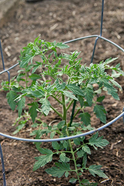 Tomato Plant young tomato plant growing inside a wire tomato cage in rich garden soil tomato cages stock pictures, royalty-free photos & images