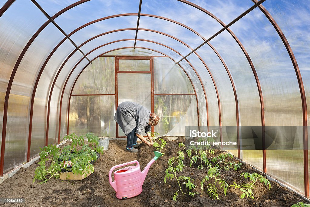 tomato plants in the ground Greenhouses woman working in the greenhouse cultivation of tomatoes Active Lifestyle Stock Photo