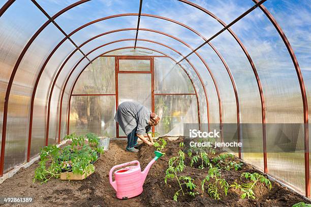 Tomato Plants In The Ground Greenhouses Stock Photo - Download Image Now - Active Lifestyle, Active Seniors, Activity