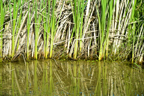Cattails on the edge of a Minnesota lake in springtime with reflections in the calm water.