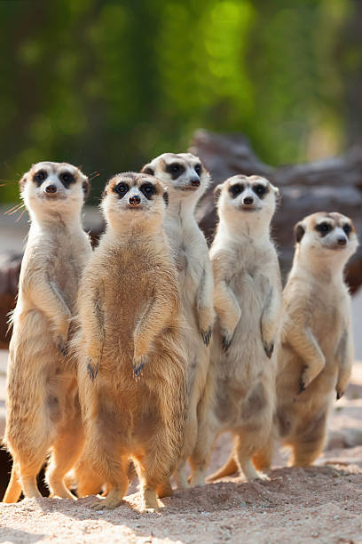 Meerkat. stock photo