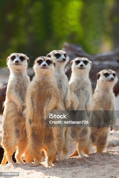 Meerkat Stock Photo - Download Image Now - Meerkat, Standing, Africa