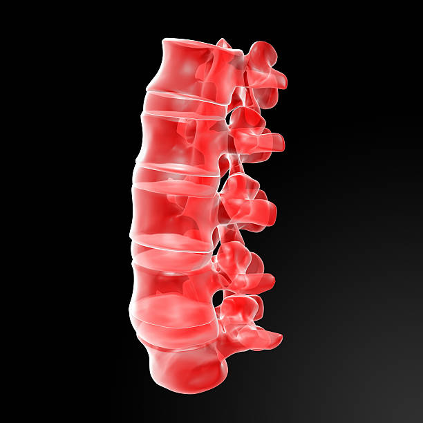 поясничный - human spine chiropractor three dimensional shape healthcare and medicine стоковые фото и изображения