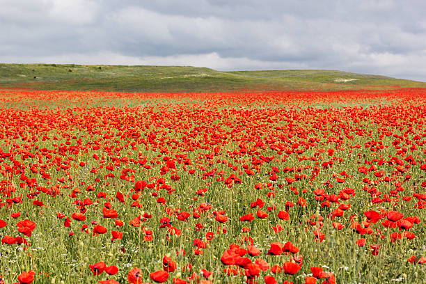 istock Nice field of red poppy flowers 492862009