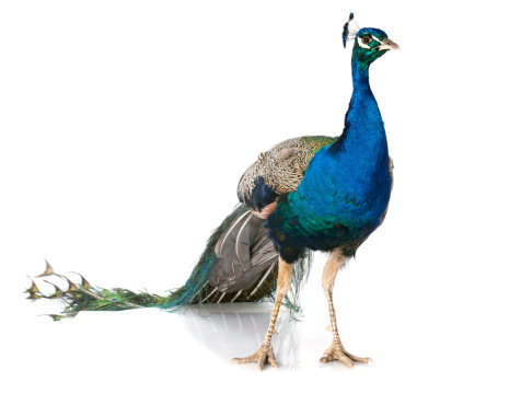 male peacock in front of white background