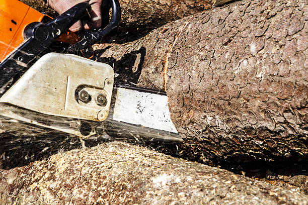 istock Man sawing a log in his back yard 492862543