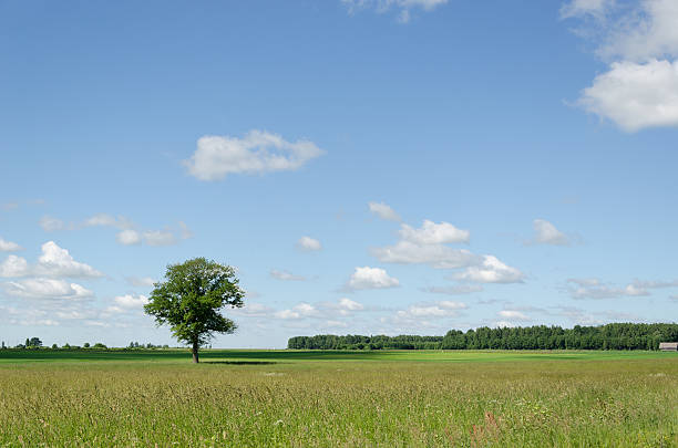 istock view of green field and tree blue sky background 492862807