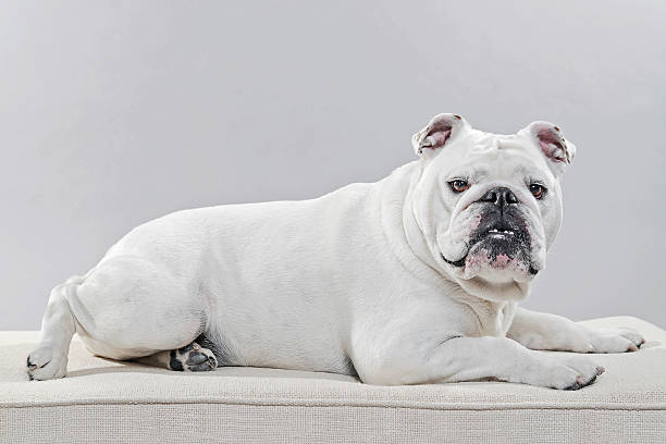 istock White english bulldog lying on pillow. Studio shot against grey. 492862911