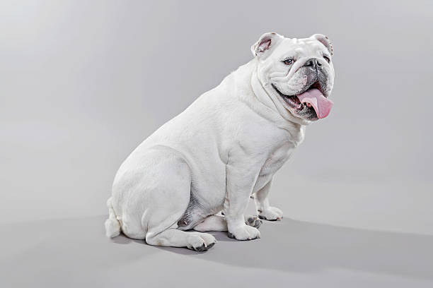 bulldog inglese bianco seduto sul pavimento. - english bulldog foto e immagini stock