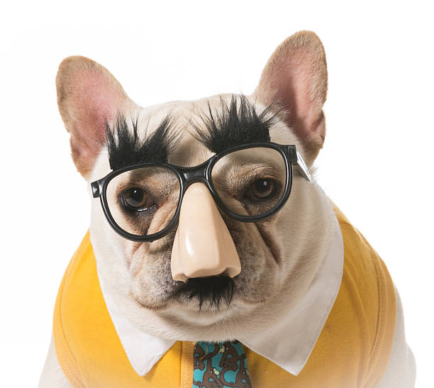 istock dog in disguise 492862981