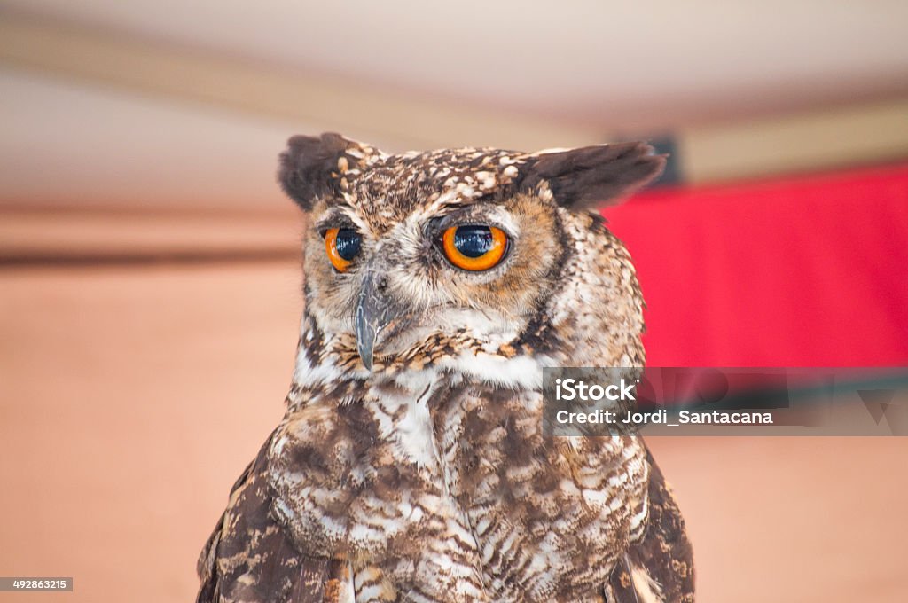 Owl Owls, birds of the order Strigiformes, include about 200 species of mostly solitary and nocturnal birds of prey 'at' Symbol Stock Photo