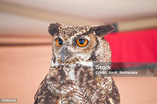 Owl Stock Photo - Download Image Now - 'at' Symbol, Animal, Animal Wildlife
