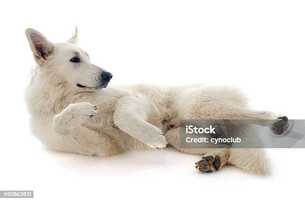 Foto de Cão Pastor Suíço e mais fotos de stock de Adulto - Adulto, Animais Machos, Animal