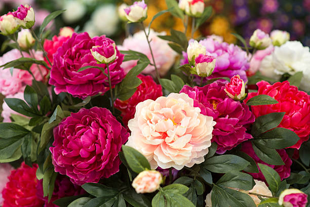 fondo de flores de peonía - peonía fotografías e imágenes de stock