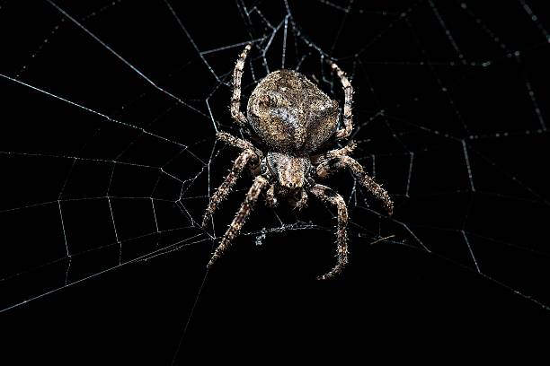 a close up of a spider
