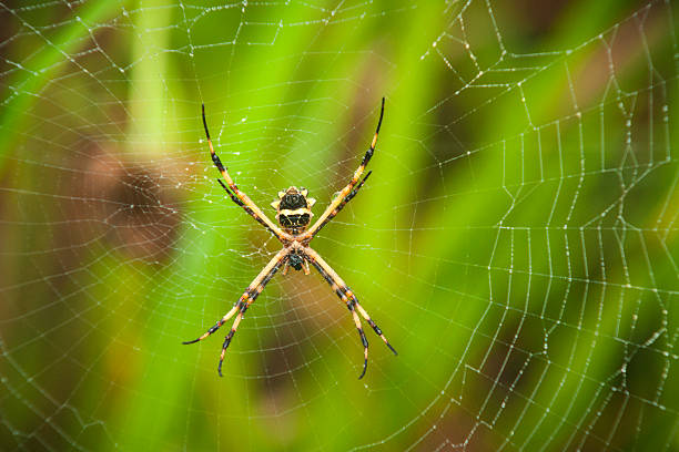 istock Golden silkk spider in a giant web 492864235