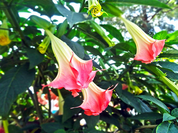 istock Angel’s Trumpet Flower 492864415