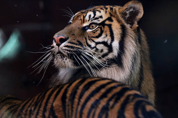 istock Sumatran Tiger with long whiskers 492864615