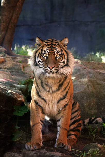 istock Majestic Sumatran Tiger 492864617