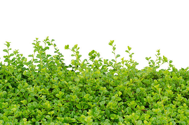 istock Carmona retusa  isolated on white background 492864881