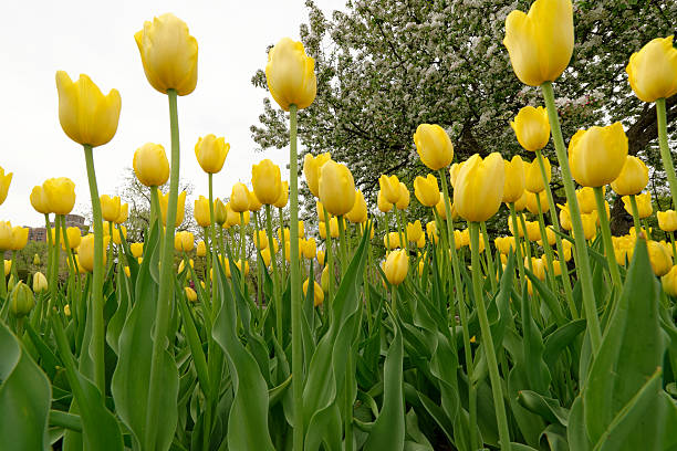 Boston Public Gardens, Tulips stock photo
