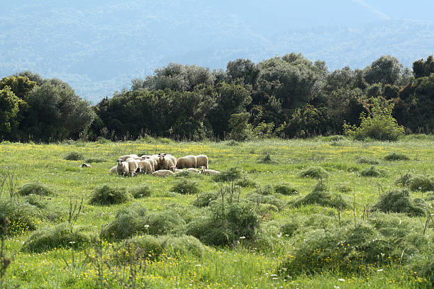 Sheep scape stock photo