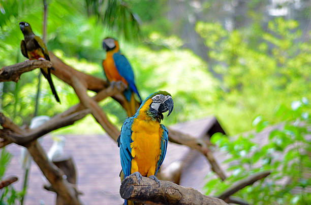 papagaios - inseparável de fisher imagens e fotografias de stock
