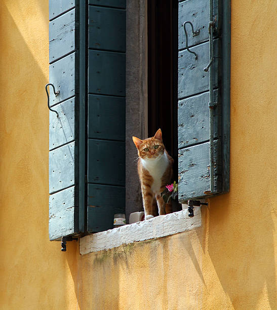 istock red cat looking out of the window 492867453