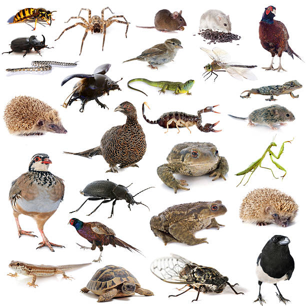 istock european wildlife 492867481