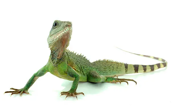 Chinese water dragon in front of white background