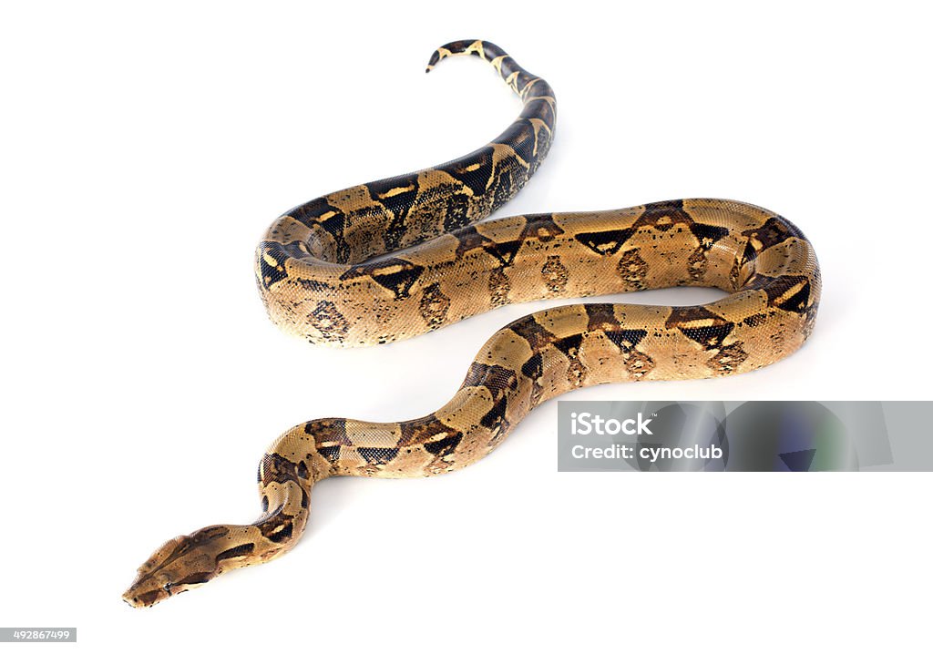 Boa constrictor Boa constrictor in front of white background Boa Stock Photo